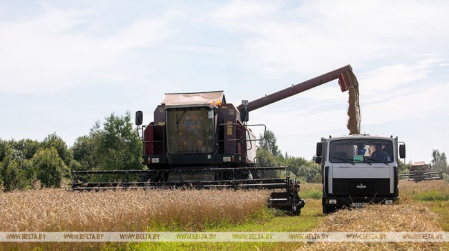 Аграрыі Віцебскай вобласці ўбралі амаль 70 працэнтаў плошчаў збожжавых
